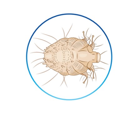 Sarcoptes